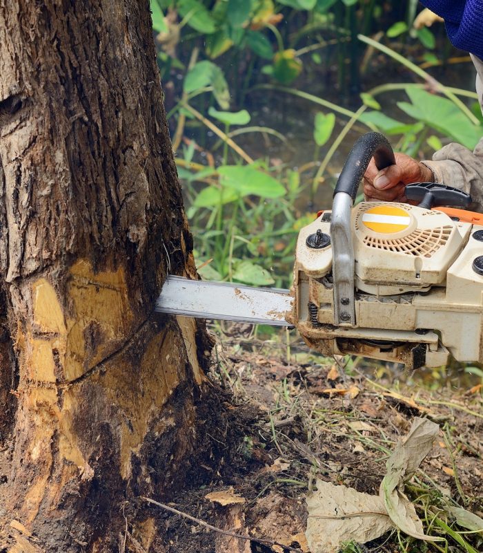 man-with-chainsaw-cutting-the-tree.jpg